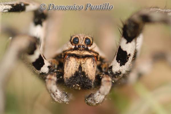 Lycosa sp e Hogna radiata